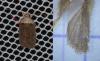 Agonopterix cnicella